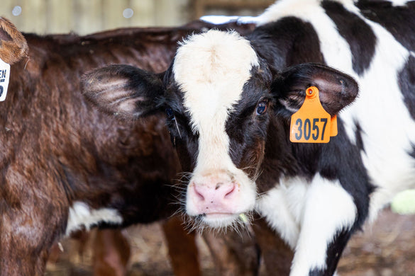 how to laser engrave ear tags for cattle