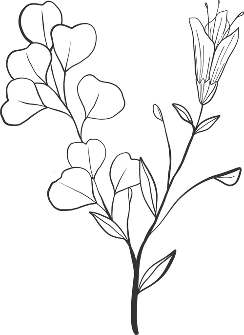 Flowers and Plants